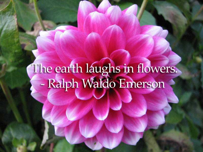 Dahlia - citações de flores