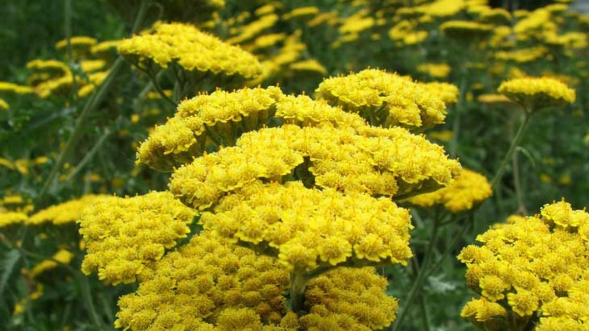 Achillea Yarrow Summer Flower With A Military History The Florist Guide