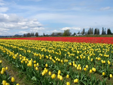 granja de tulipanes