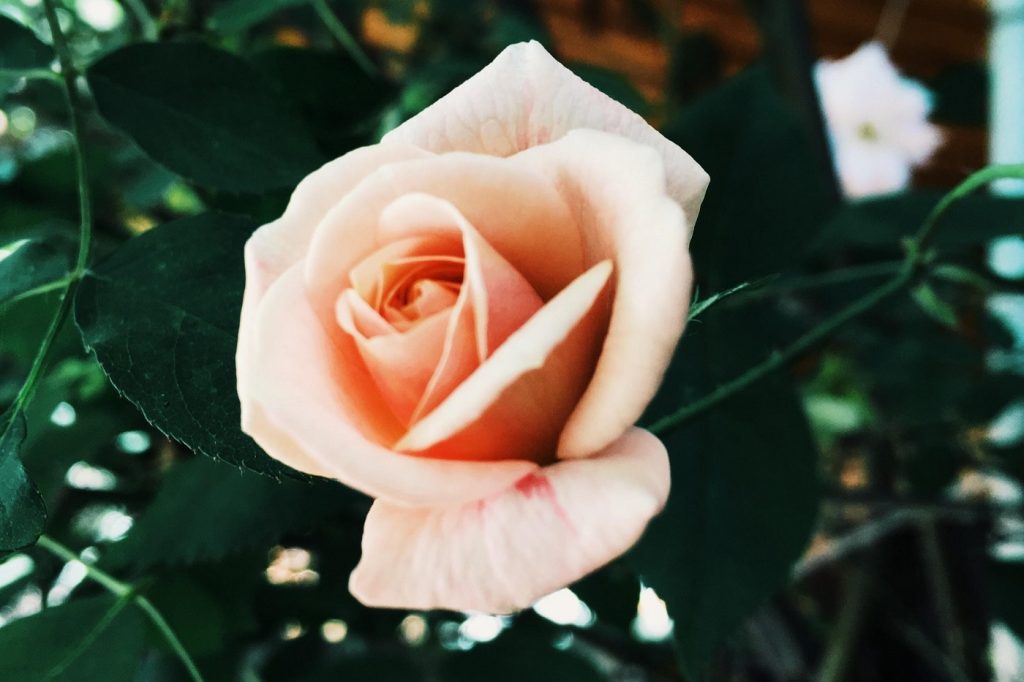 Hybrid tea rose - A guide to choosing the right roses for any occasion