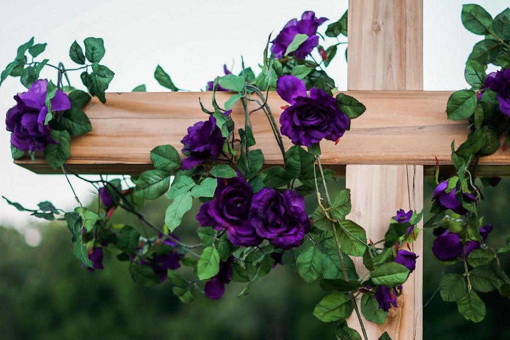 Purple roses growing on a fence - A guide to choosing the right roses for any occasion