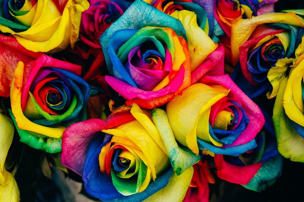 Rainbow roses - A guide to choosing the right roses for any occasion