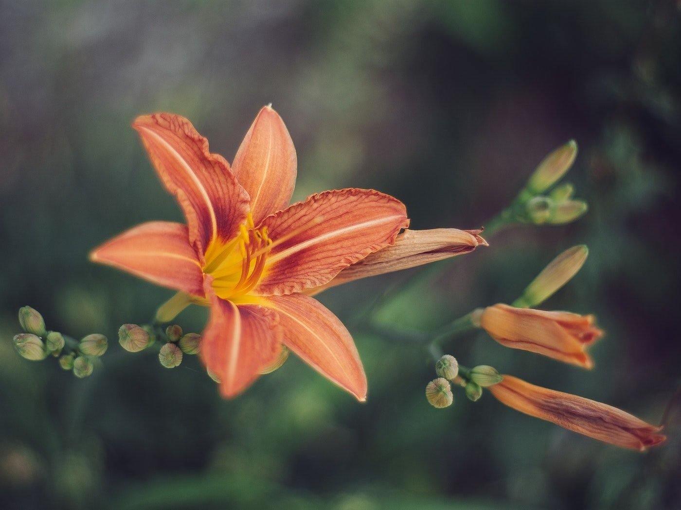 what-do-different-colors-of-lilies-mean-the-meaning-of-color