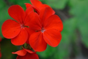 geranium - 10 easy spring flowers to grow in the u.s.