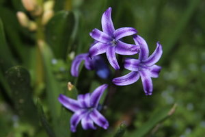 hyacinth - 10 easy spring flowers to grow in the u.s.