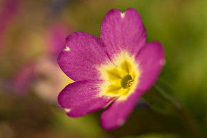 primrose - 10 easy spring flowers to grow in the u.s.