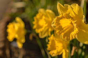 daffodils - 10 easy spring flowers to grow in the u.s.