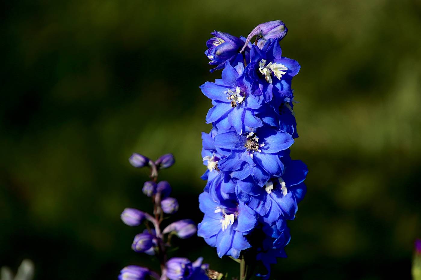Delphiniums: The flower symbolizing an open heart and generosity