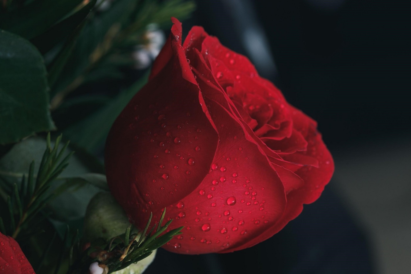 Red rose - A guide to choosing the right roses for any occasion