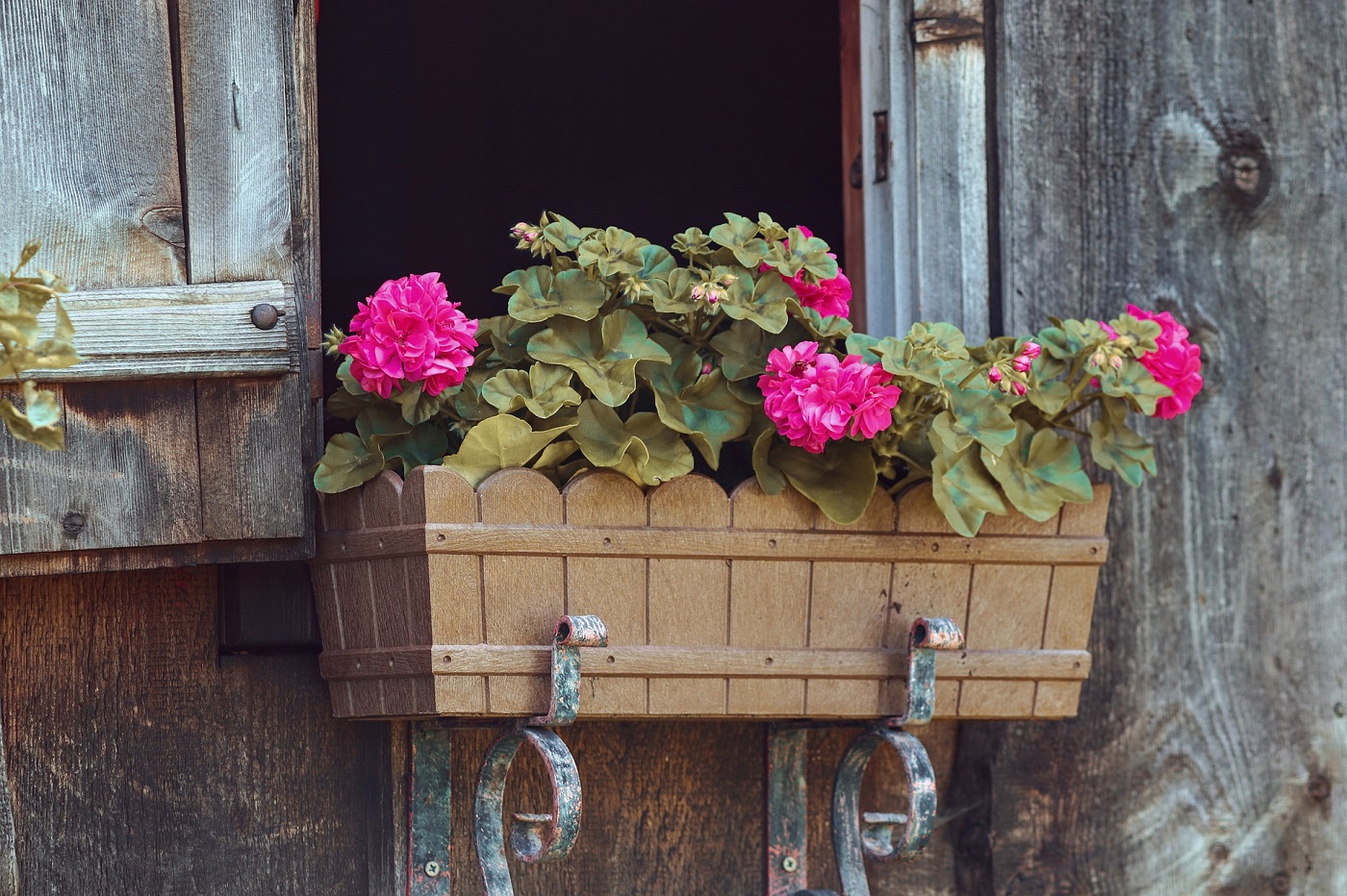 Flower box inn window holding pink carnations. Image from Pixabay.