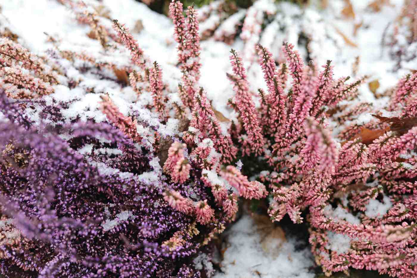 bruyère dans la neige - meilleures fleurs à acheter en ligne