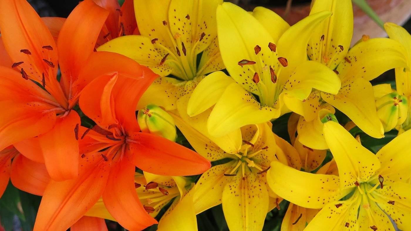 Lys orange et jaune - meilleures fleurs à acheter en ligne