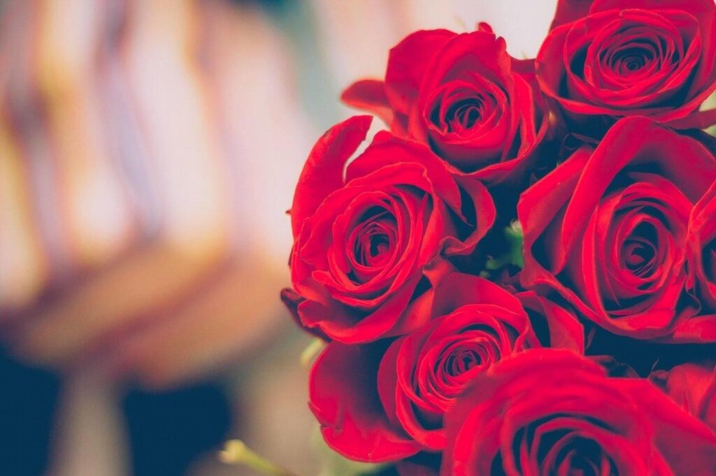 red roses - the best kind of flowers to get for each occasion 