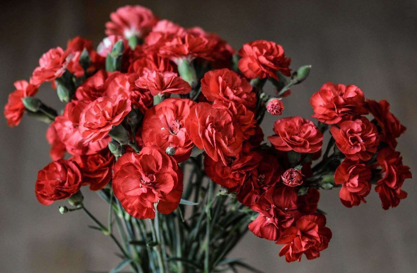 claveles rojos en jarrón - 20 flores más populares