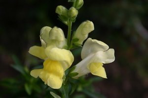 snapdragons - 10 easy spring flowers to grow in the u.s.