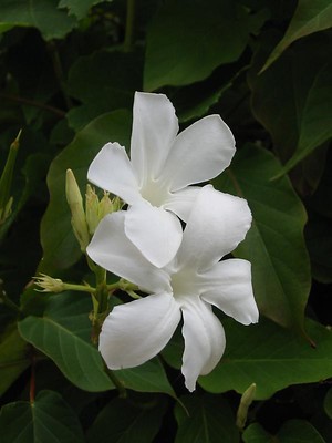 jasmine - a-z list of different types of flowers