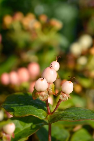 pink hypericum berries - a-z list of different types of flowers