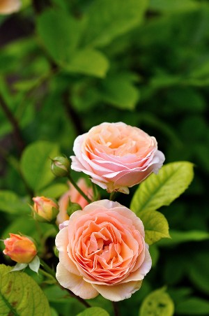 pink roses - a-z list of different types of flowers