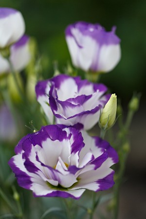lisianthus violet et blanc - liste a-z des différents types de fleurs