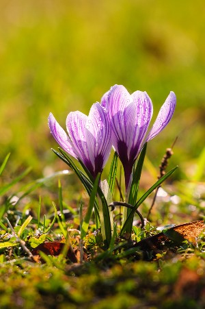 crocus púrpura - lista a-z de diferentes tipos de flores