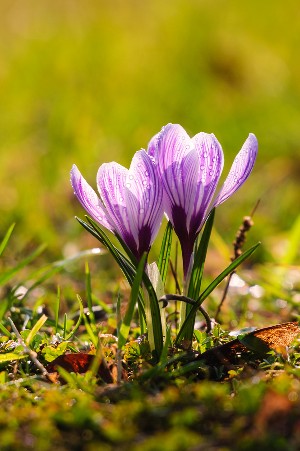 A-Z diversi tipi di fiori [Guida all'acquisto] | La guida del ...