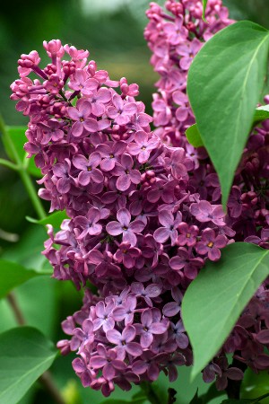 purple lilac - a-z list of different types of flowers