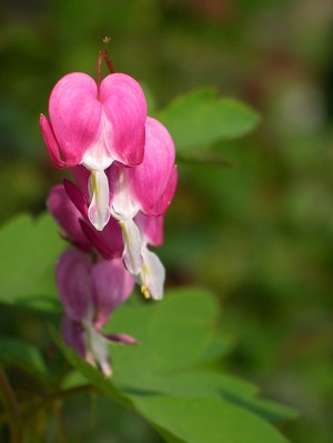 bleeding heart - a-z list of different types of flowers