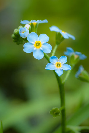 forget-me-not - a-z list of different flower types