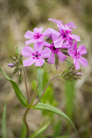 phlox - a-z list of different flower types