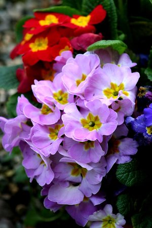 primevère - liste a-z des différents types de fleurs