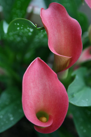 calla lilies - a-z list of different kinds of flowers