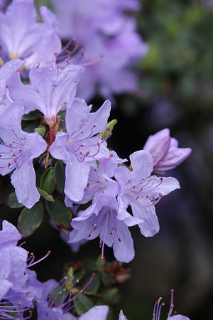 azalea - a-z Liste der verschiedenen Blumensorten