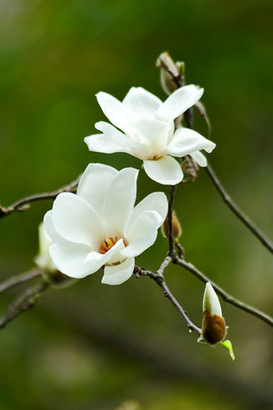 magnolias - lista a-z de diferentes tipos de flores