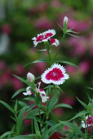 dianthus - a-z list of different flowers