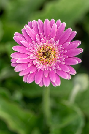 gerbera - a-z list of different types of flowers
