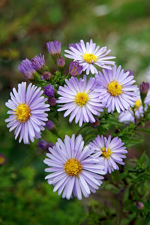 asters - a-z lista de diferentes flores