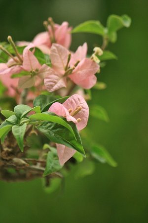 buganvilla - lista a-z de diferentes tipos de flores