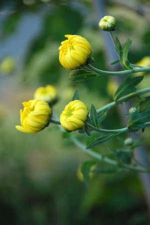 crisantemos - lista a-z de diferentes tipos de flores