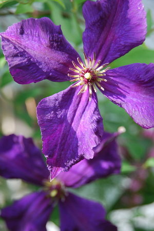 clematis - lista a-z de diferentes tipos de flores
