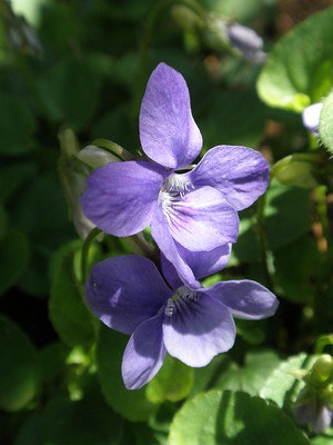 violettes - liste a-z des différentes sortes de fleurs