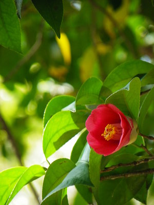 camélia - liste a-z des différentes fleurs