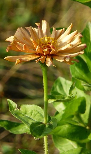 zinnia - a-z list of different types of flowers
