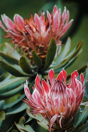 protea - liste a-z des différentes sortes de fleurs