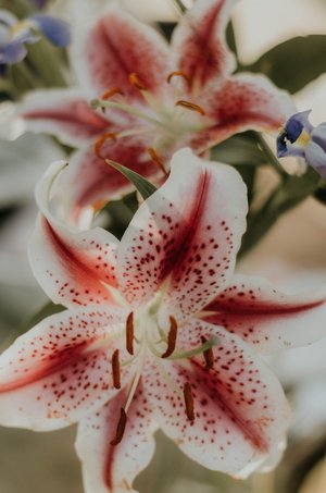 Lilie - A-Z-Liste der verschiedenen Blumenarten