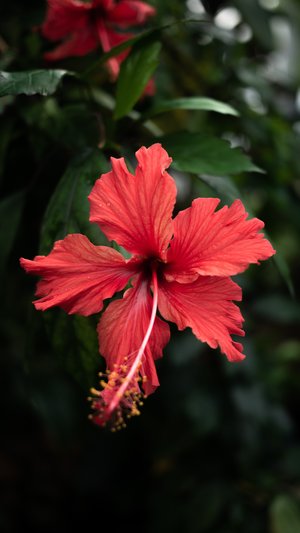 ibisco - a-z elenco dei diversi tipi di fiori