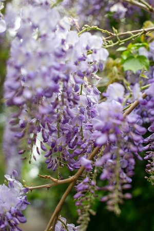wisteria - lista a-z de diferentes tipos de flores