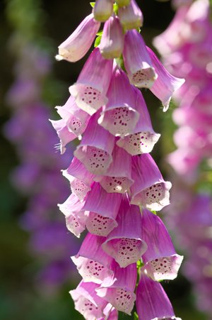 foxglove - a-z list of different types of flowers