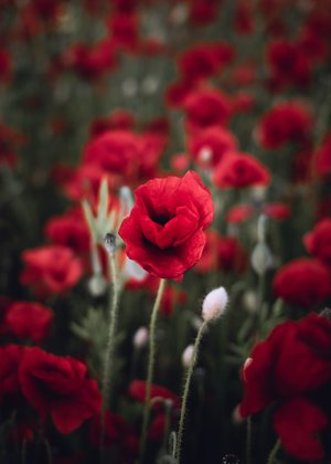 poppies - a-z list of different kinds of flowers
