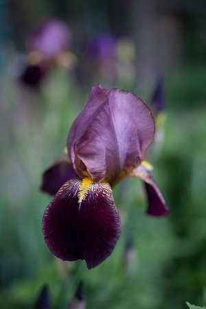 iris - a-z verschiedene Arten von Blumen