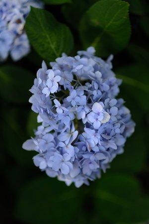 hortensia - liste a-z des différents types de fleurs